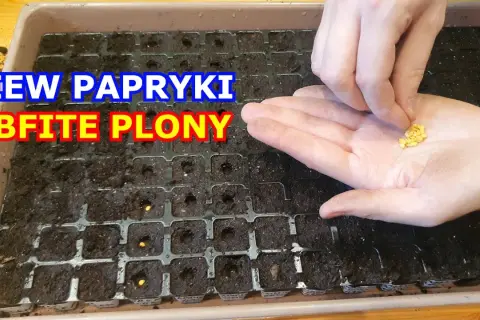 Kiedy siać warzywa na rozsady, aby uniknąć błędów i zyskać plony