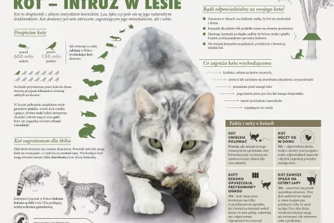 Kot domowy poluje na ptaki i ssaki, zagrażając dzikiej faunie. Dzikie koty, jak żbik, są chronione.