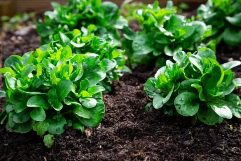 Frisch gepflanzter Feldsalat im Garten. Die grünen Blätter glänzen feucht, bereit zum Vorziehen und Wachsen.