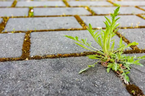 Zielony chwast wyrastający z fugi między kostkami brukowymi.