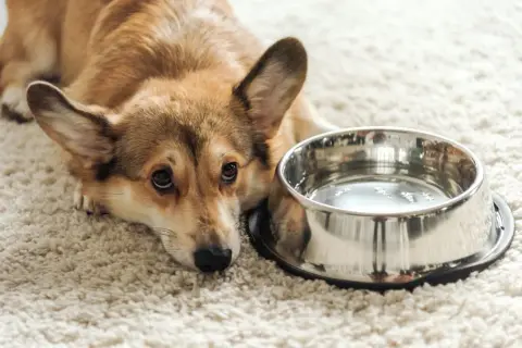 Smutny corgi leży obok miski z wodą. Może jest mu za gorąco i pies nie pije wody, bo woli się ochłodzić?