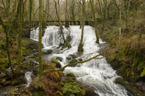 Cascada en un bosque frondoso, ideal para descubrir qué ver en Carballiño. El agua cae sobre rocas cubiertas de musgo, creando un paisaje sereno.