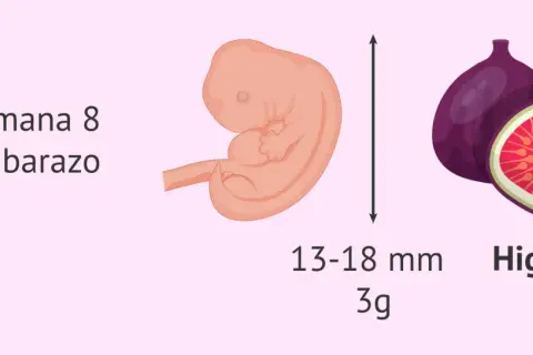 Bebé de 8 semanas, del tamaño de un higo, mide 13-18 mm y pesa 3g.