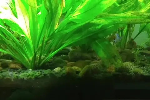 Plantes d'aquarium luxuriantes, poissons colorés nageant parmi les cailloux. La tourbe sert à acidifier l'eau, créant un habitat idéal.
