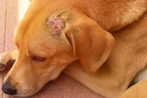 Perro con lesión cutánea, posible signo de cáncer de piel en perros.