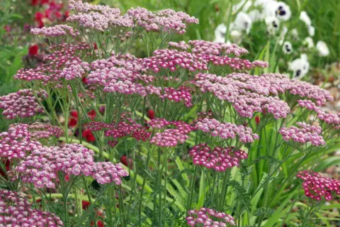 Zarte rosa Blütenstände der Schafgarbe, bekannt für ihre positive Wirkung auf die Haut, im Garten.