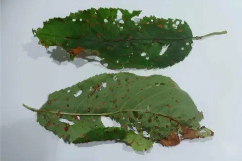 Foglie di ciliegio con macchie brune e fori, segni di corineo.