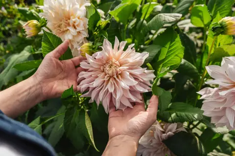 Händer som varsamt håller en stor, ljusrosa dahlia. En vacker påminnelse om att plantera dahlia för att njuta av dess blomsterprakt.