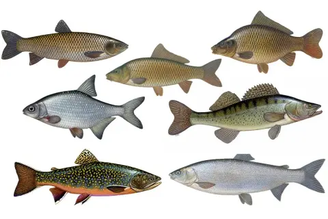 Sechs verschiedene Fischarten, darunter ein Karpfen und ein barschartiger Fisch, der an einen bass fisch erinnert.