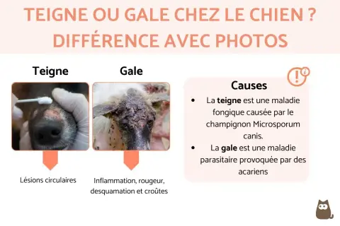 Comparaison visuelle de la teigne et de la gale chez le chien. La teigne montre des lésions circulaires, la gale une inflammation et des croûtes.