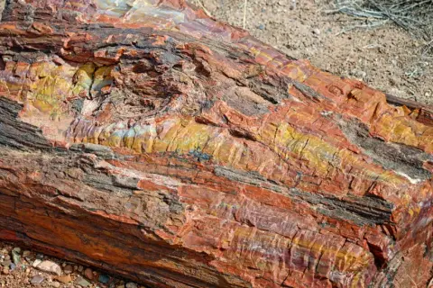 Ein farbenprächtiges Stück versteinertes Holz liegt auf sandigem Boden. Die Maserung zeigt Rot-, Gelb- und Schwarztöne.