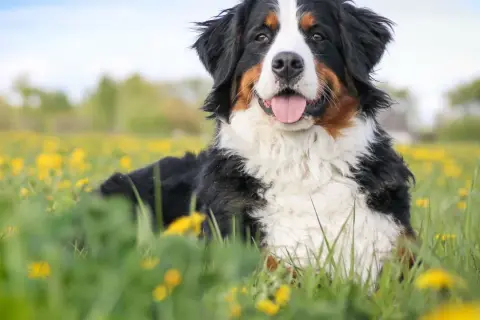Bernese Mountain Dog, jeden z pięknych psów pasterskich rasy, leży w kwiecistej łące.