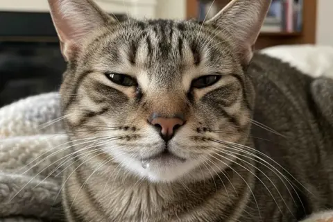 Gato atigrado con una gota de saliva colgando de su labio inferior. Parece que mi gato babea mucho.