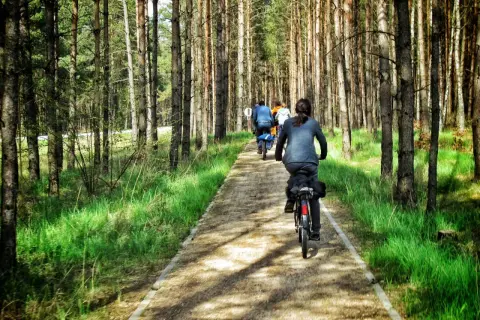 Grupa rowerzystów przemierza malowniczą kaszubską marszrutę wśród sosnowego lasu.