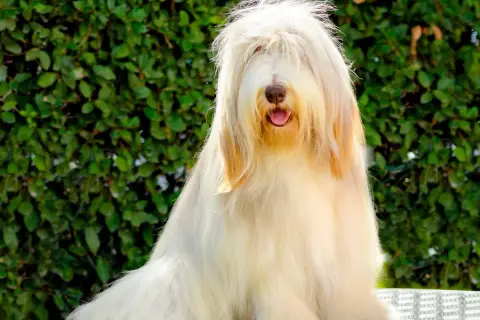 Un adorable bearded collie au pelage long et clair, la tête cachée par ses longs poils, sourit à l'extérieur.