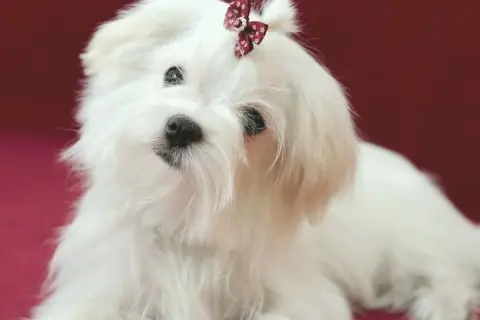 Adorable bichón maltés con un lazo en la cabeza. Si te preguntas cuanto vive un bichon maltes, suelen ser perros longevos.