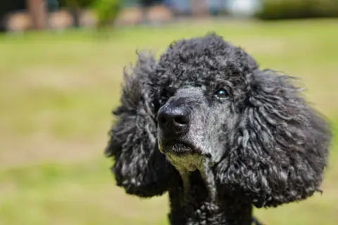 Un caniche negro con pelo rizado mira con ojos tristes. A veces, los perros lloran.