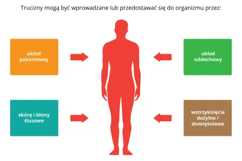 Trucizny wchodzą do organizmu przez układ pokarmowy, oddechowy, skórę i błony śluzowe, a także przez wstrzyknięcia. Objawy zatrucia dymem mogą być różne.