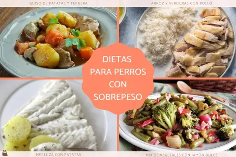 Platos saludables para perros con sobrepeso: guiso de ternera, pollo con arroz, merluza y vegetales. ¡Recetas para perros!