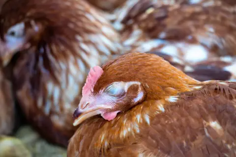 Ein braunes Huhn mit geschlossenen Augen ruht sich aus. Es ist ein Legenot Huhn, das sich von der Anstrengung erholt.