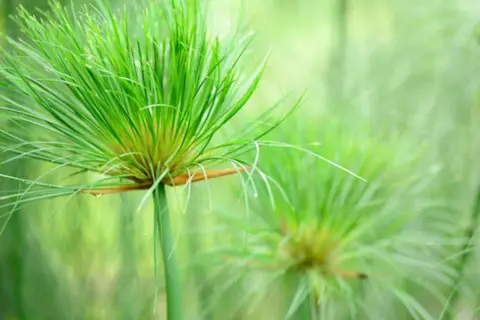 Détail de la tête d'un papyrus vert vif, prêt pour le printemps. Apprenez comment tailler un papyrus pour une croissance optimale.