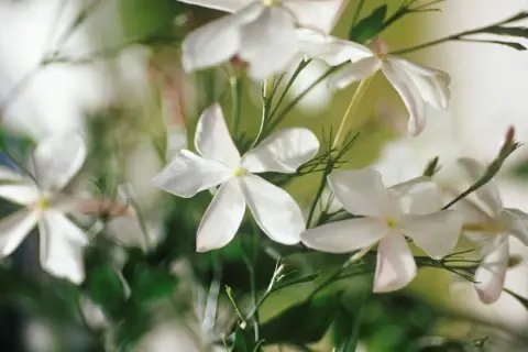Zarte, weiße Jasminblumen entfalten sich im sanften Licht. Ihre Blütenblätter sind wie kleine Sterne, die einen süßen Duft verströmen.