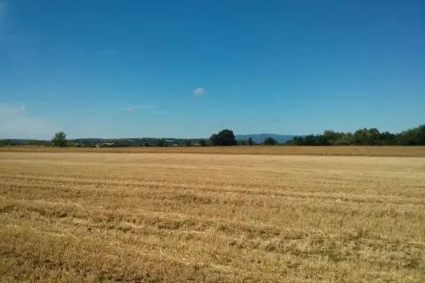 Pole po żniwach pod błękitnym niebem. Zastanawiasz się, ile kosztuje hektar ziemi rolnej 5 klasy?