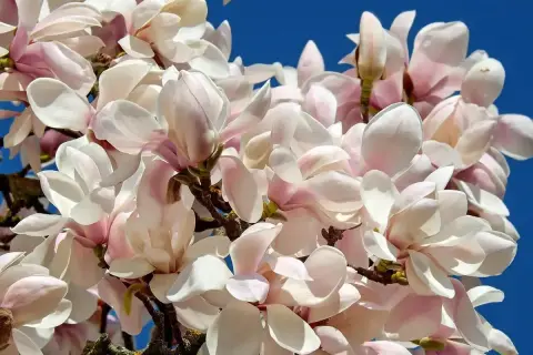 Kiedy sadzić magnolię? Piękne, różowo-białe kwiaty magnolii na tle błękitnego nieba.