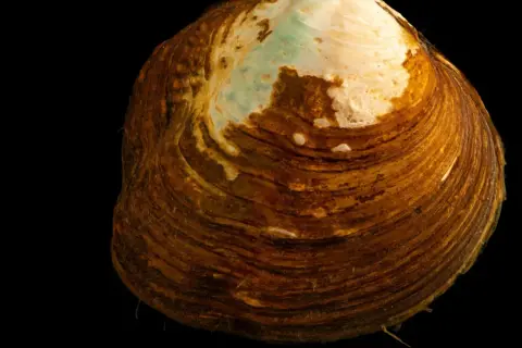 Gros plan d'une moule d'eau douce comestible, sa coquille marron striée et nacrée sur fond noir.