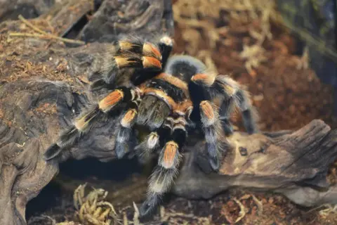 Skuteczne sposoby na schłodzenie terrarium i ochronę jego mieszkańców