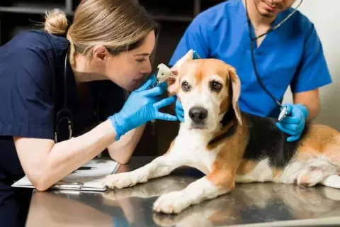 Estudiar veterinaria: requisitos, universidades y salidas laborales esenciales