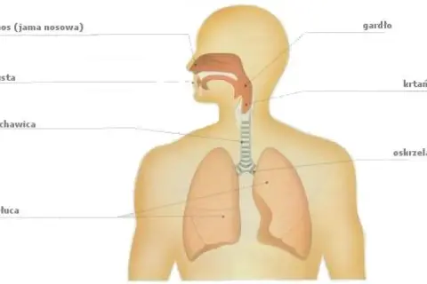 Anatomia układu oddechowego: nos, gardło, krtań, tchawica, oskrzela i płuca. Budowa klatki piersiowej w przekroju.