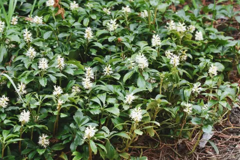 Dichtes Grün mit kleinen weißen Blüten, ein schnellwachsender Bodendecker, der den Boden bedeckt.