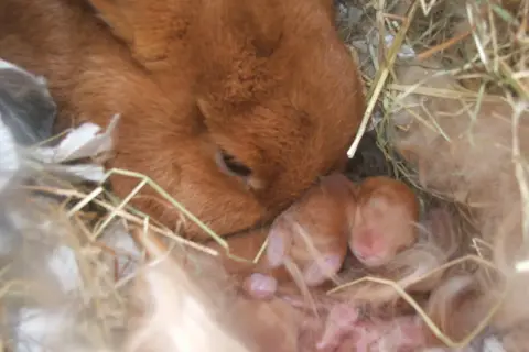 Matka królik czuwa nad swoimi nowo narodzonymi, śpiącymi maluchami w gnieździe. Widać, ile królik jest w ciąży, bo są już małe króliczki.