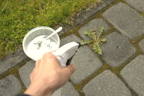 Ręka trzymająca spryskiwacz z octem na chwasty w kostce brukowej. Obok miska z białym proszkiem i łyżka.