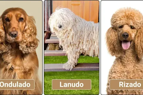 Perro marrón pelo rizado, otro con pelo lanudo y uno con pelo ondulado.