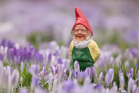 Ein Gartenzwerg mit roter Mütze und Schürze steht im Feld der Krokusse. Ein fröhlicher Anblick aus den 2020er Jahren.