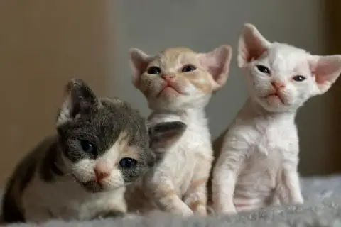 Umaszczenie Devon Rex: Kolory i wzory, które zachwycają miłośników