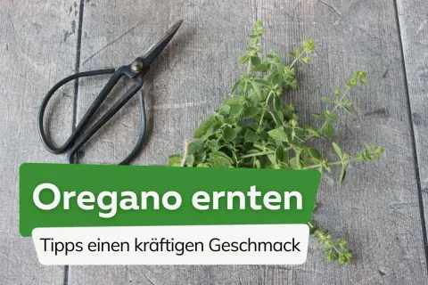 Frische Oregano-Zweige und eine Schere liegen auf Holz. Der Text "Oregano ernten" und "Tipps einen kräftigen Geschmack" erklärt, wie wird Oregano ausgesprochen und geerntet.