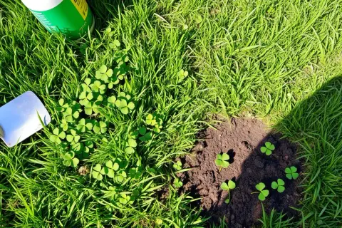 Skuteczne sposoby na pozbycie się stokrotek z trawnika bez wysiłku