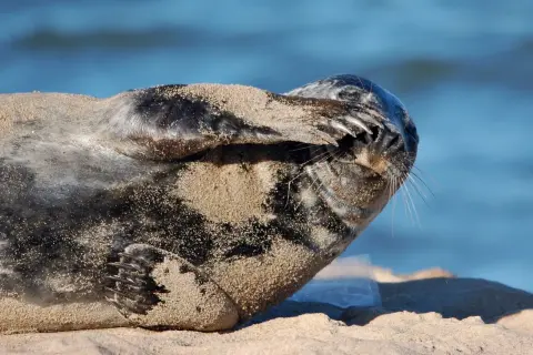 Foka na plaży, zasypana piaskiem, ukrywa pyszczek. Ciekawe, ile jest fok w Bałtyku, by móc podziwiać takie widoki.