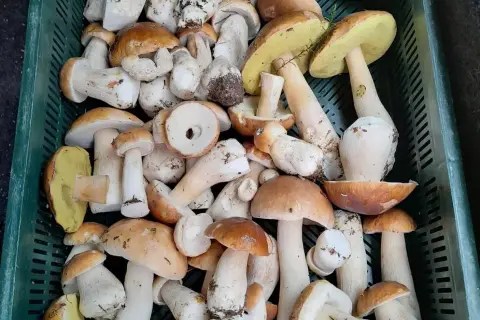 Po ile grzyby na skupie? Sprawdź aktualne ceny i zarobki