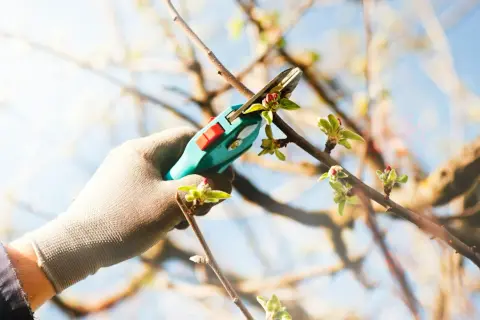 Gärtner schneidet mit einer Astschere einen jungen Aprikosenbaum. Kleine Knospen und Blätter sind zu sehen.