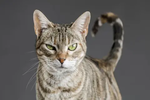 Gato atigrado con ojos verdes intensos, cola enroscada. ¿Quién se atreverá a ponerle el cascabel al gato?