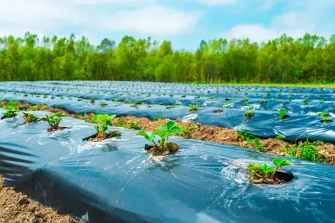 Champ de fraises plantées sur un film de paillage noir, une solution pour que mettre au sol pour éviter les mauvaises herbes.