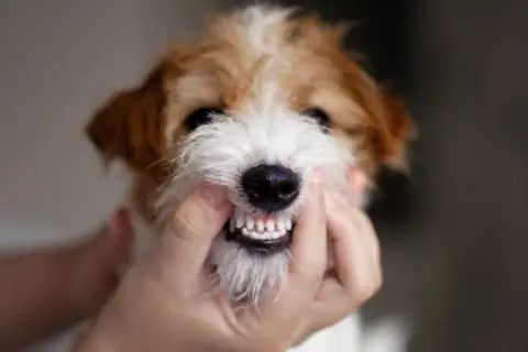 Un primer plano de un perro terrier con los labios levantados para mostrar sus dientes.