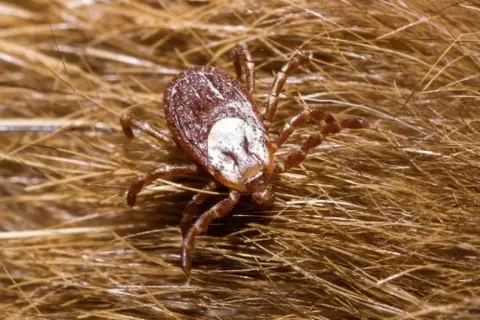 De qué se alimentan las garrapatas y cómo afectan a sus huéspedes