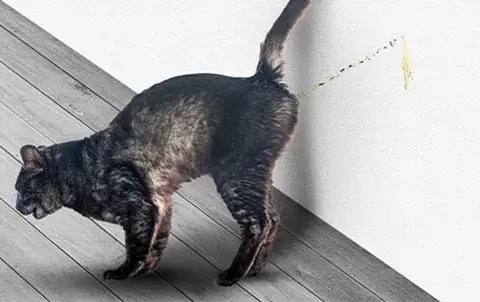 Es bueno castrar a un gato macho para mejorar su salud y comportamiento