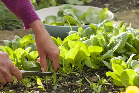 Hände ernten frischen Spinat im Garten. Ein Messer schneidet die grünen Blätter, während eine Schüssel voller Spinat im Hintergrund bereitsteht.