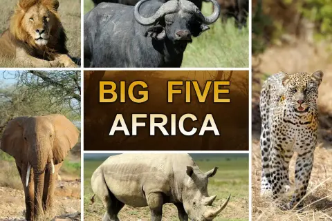 Lejon, buffel, leopard, elefant och noshörning – alla delar av Afrikas big 5 djur.